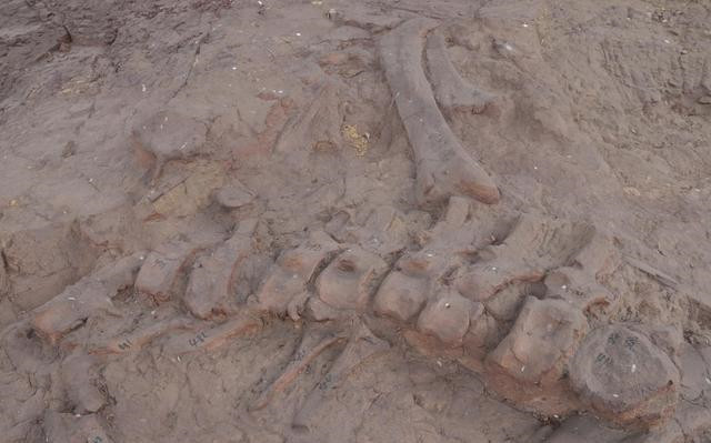 不愧是恐龙之乡！四川自贡新发现恐龙化石14处，包含股骨、肋骨、脊柱等部位